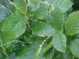 Casa de Umbanda Casa de Umbanda