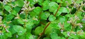 Casa de Umbanda Casa de Umbanda