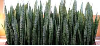 Casa de Umbanda Casa de Umbanda