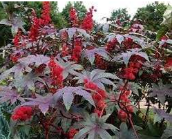 Casa de Umbanda Casa de Umbanda