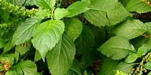 Casa de Umbanda Casa de Umbanda