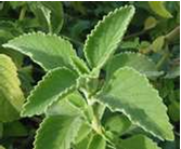 Casa de Umbanda Casa de Umbanda